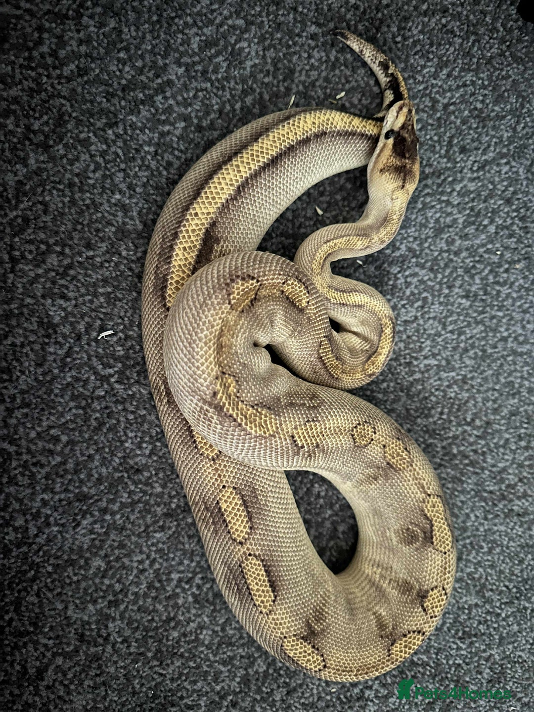 Python Snake reptiles for sale: X3 female ball pythons  - Image 5