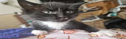 Domestic Shorthair cats for sale: 3 kittens - Advert 3
