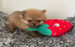 Pomeranian dogs for sale: Beautiful KC teeny quality Pomeranian puppies. - Image 6