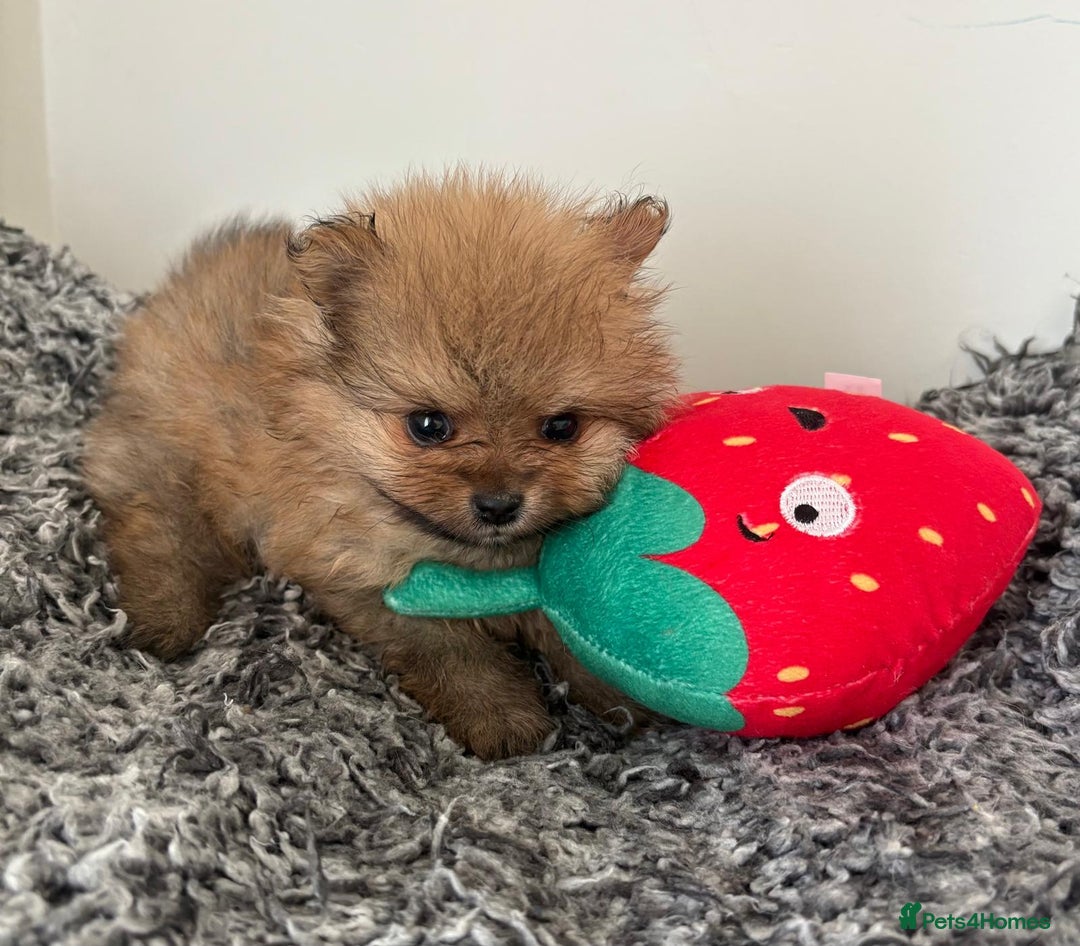 Pomeranian dogs for sale: Beautiful KC teeny quality Pomeranian puppies. - Image 6