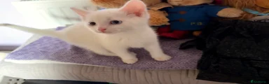 Mixed Breed Kitten 3