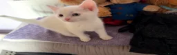 Mixed Breed cats for sale: Beautiful kittens  in Heanor - Advert 10
