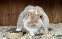 French Lop rabbits for sale: French Lops looking for new homes  - Image 3
