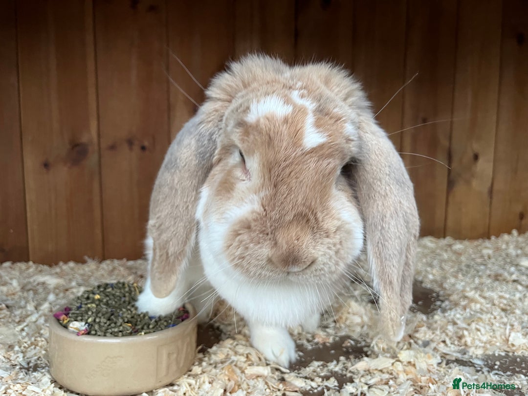 French Lop rabbits for sale: French Lops looking for new homes  - Image 3