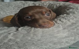 Miniature Dachshund dogs for sale: 3 Pedigree Miniature Dachshund from loving home - Image 4