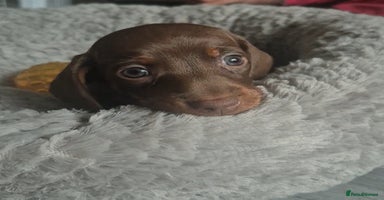 Miniature Dachshund dogs - Advert 9