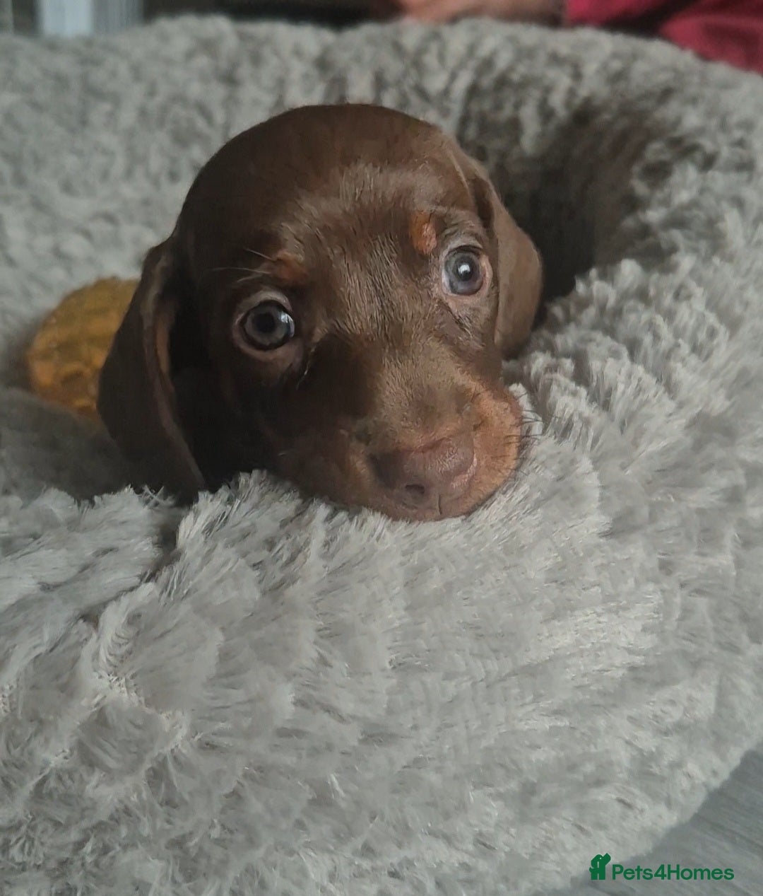 Miniature Dachshund dogs for sale: 3 Pedigree Miniature Dachshund from loving home - Image 4