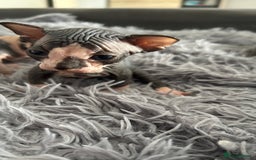 Sphynx cats for sale: Amazing colour Sphynx - Image 12