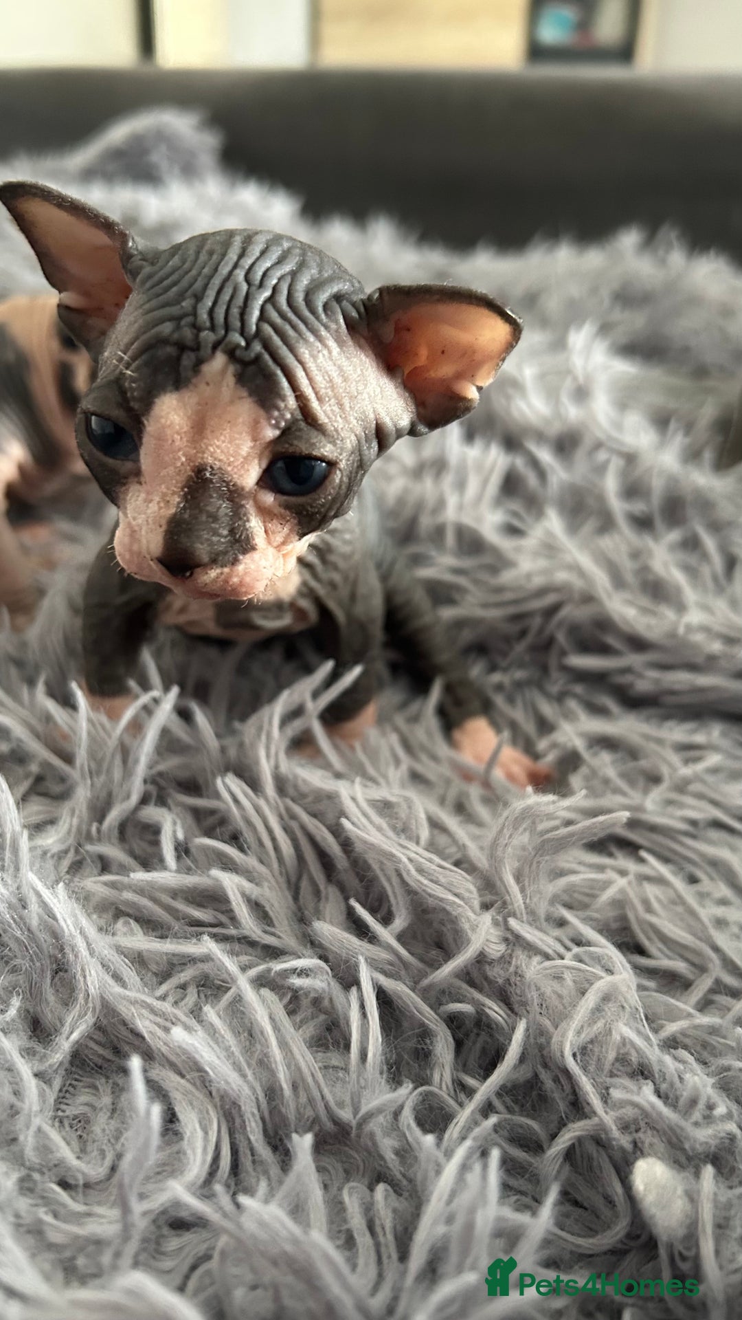 Sphynx cats for sale: Amazing colour Sphynx - Image 12