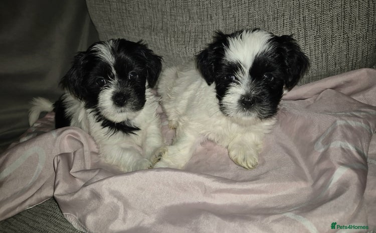 Lhasa Apso dogs - Advert 2