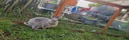 Rex rabbits for sale: Adult Mini Rex - Advert 3