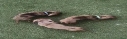 Miniature Dachshund dogs for sale: Mini dachshund male - Advert 3