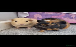 Guinea Pig rodents for sale: 2 x Female Guinea pigs and full set up - Image 1
