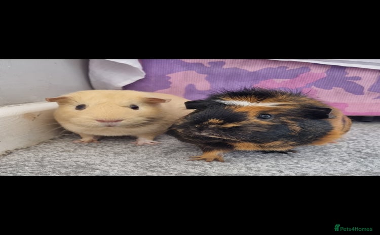 Guinea Pig rodents - Advert 2