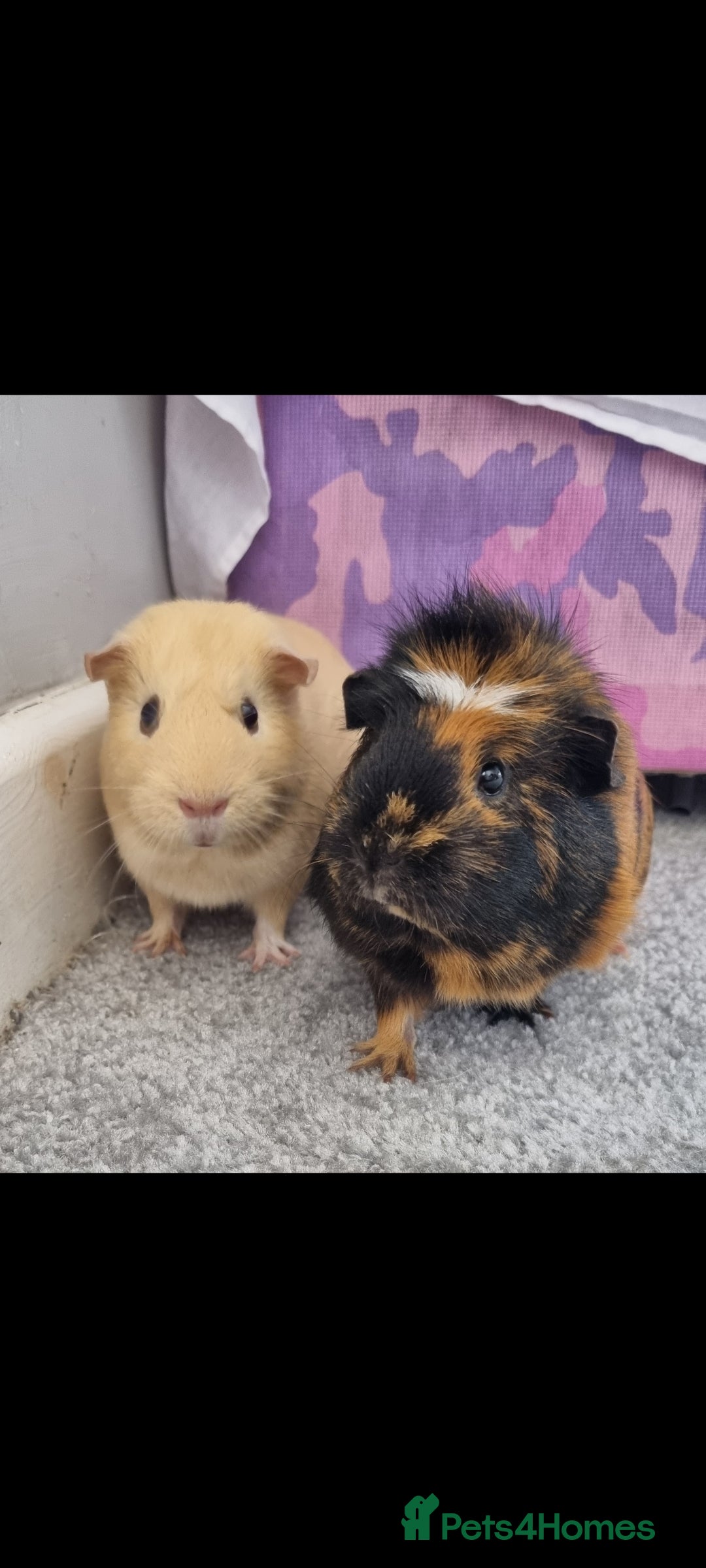 Guinea Pig rodents for sale: 2 x Female Guinea pigs and full set up - Image 1