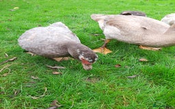 Ducks poultry for sale: Muscovy ducks breeding pair - Image 5