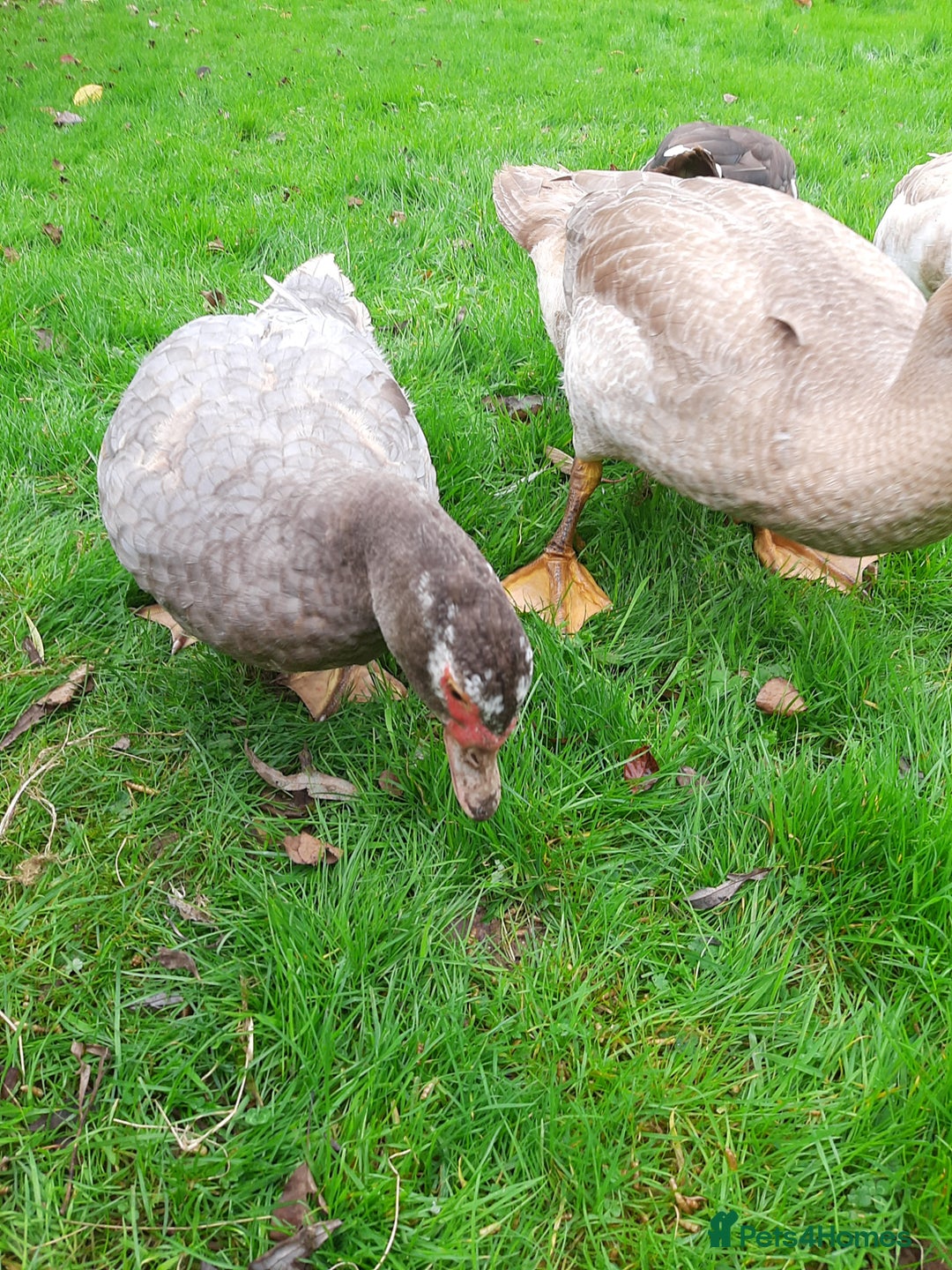 Ducks poultry for sale: Muscovy ducks breeding pair - Image 5