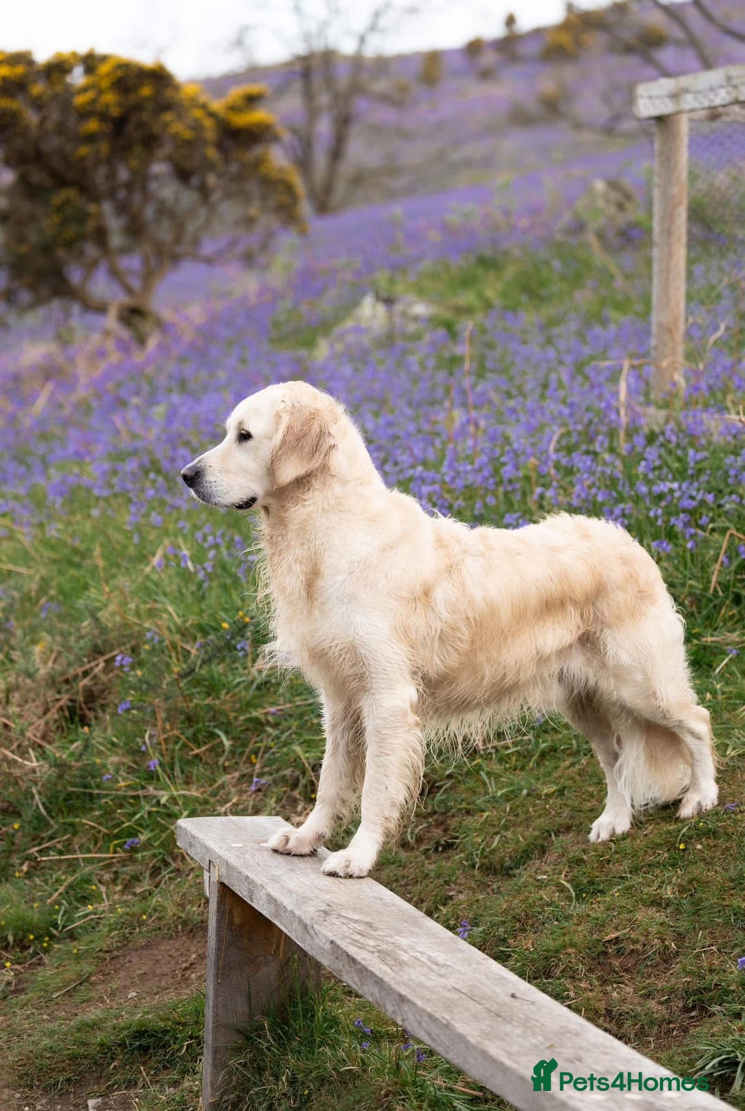 Golden Retriever dogs for stud: Fully health tested therapy dog  - Image 16