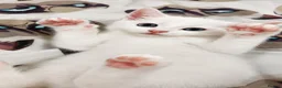 Turkish Angora cats for sale: Pure white kitten!! - Advert 4