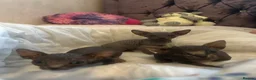 Sphynx cats for sale: 3 amazing boys available for reservation. - Advert 6