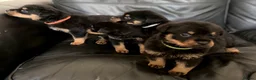 Rottweiler dogs for sale: Only 4 Beautiful Rottweiler Pups Ready in 2 weeks  - Advert 3