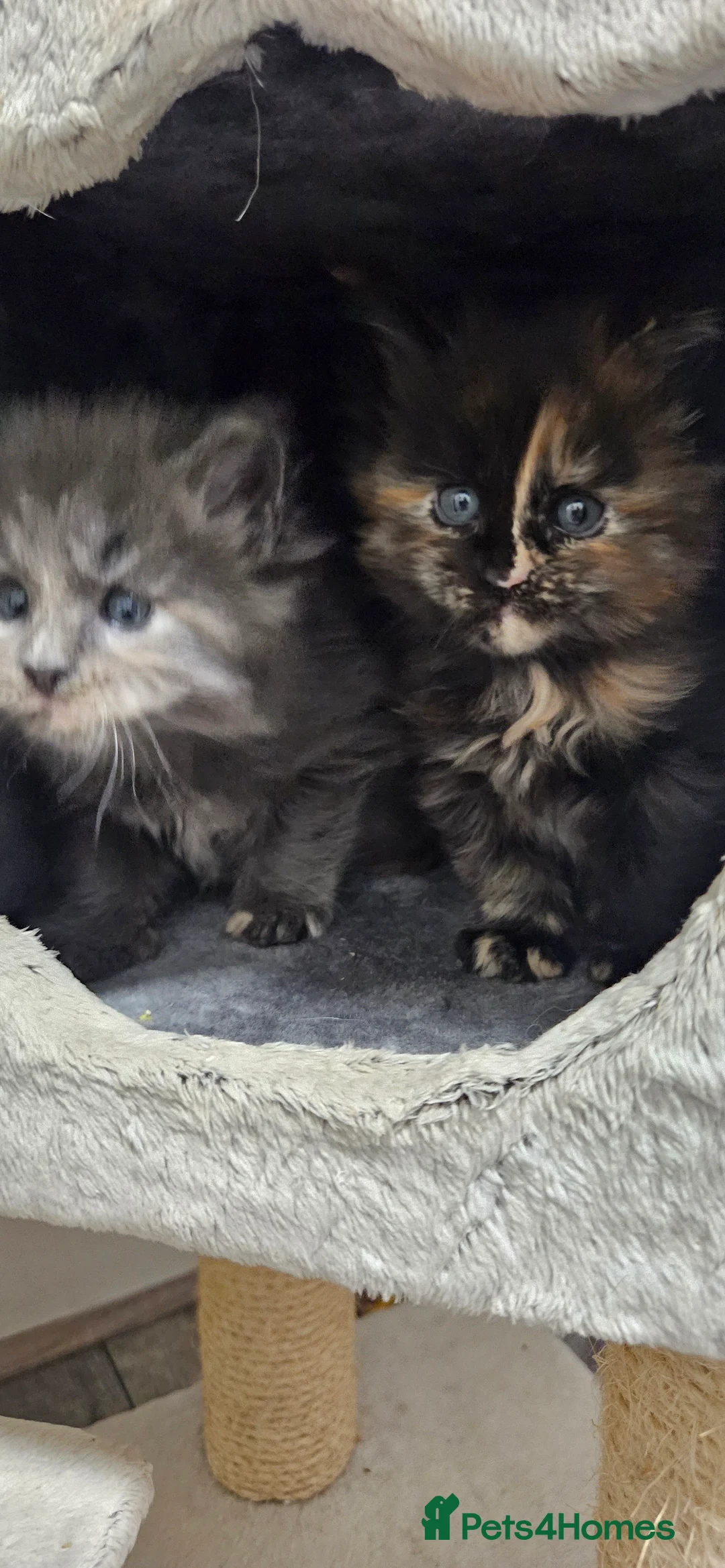 Maine Coon cats for sale: Beautiful tica registered maine coon kittens  - Advert 3