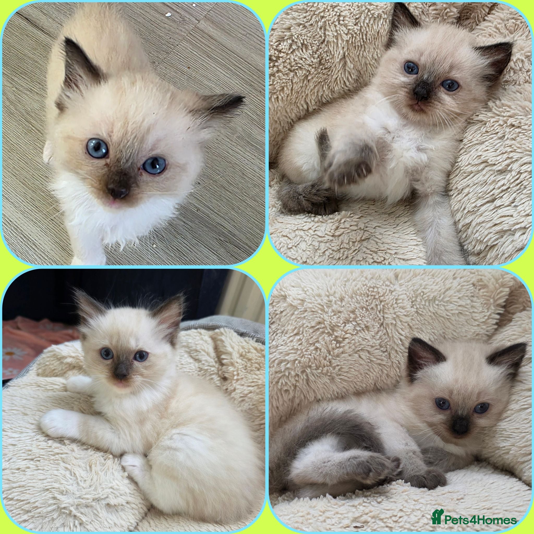 Ragdoll cats Pure Ragdolls kittens.Ready for pickup now😻🙀 - Advert 1