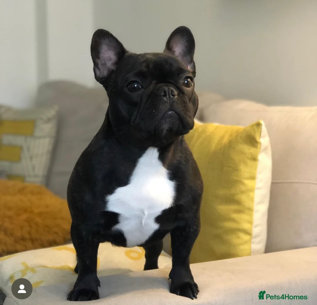 Mixed Breed dogs for sale: Miniature dachshund & French bulldog for rehoming  - Advert 3