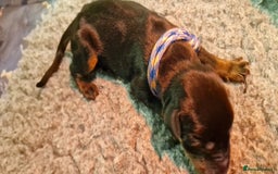 Dobermann dogs for sale: Top line doberman puppies - Image 24