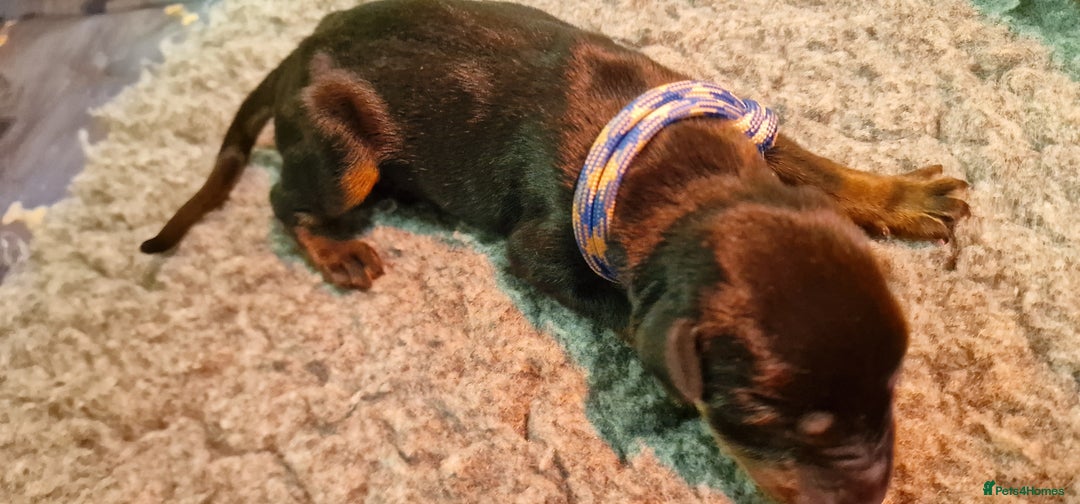 Dobermann dogs for sale: Top line doberman puppies - Image 24