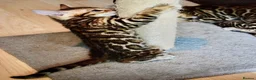 Bengal cats for sale: Beautiful Bengal kittens - Advert 10