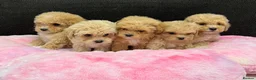 Maltipoo dogs for sale: 🐶❤️ Our beautiful Maltipoo puppies ❤️🐶 - Advert 3