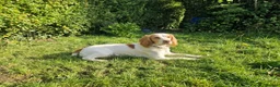 Cocker Spaniel dogs for sale: Cute male cocker Spaniel  - Advert 6