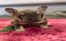 French Bulldog dogs for sale: Chunky French bulldog puppies  - Image 2