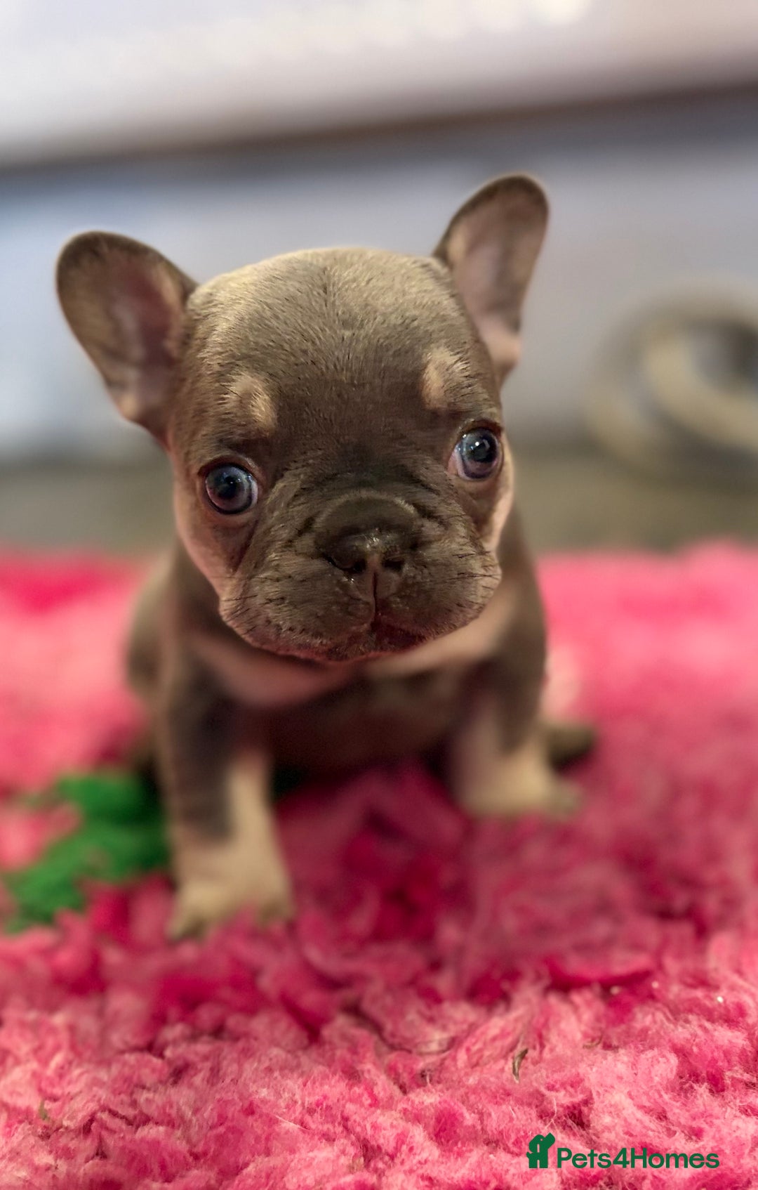 French Bulldog dogs for sale: Chunky French bulldog puppies  - Image 2