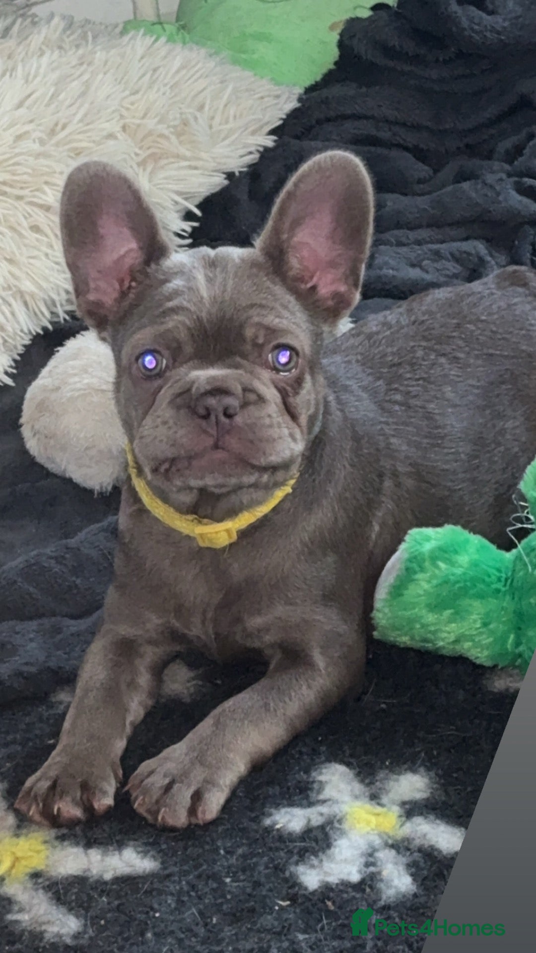 French Bulldog dogs Last 2 female french bulldog puppies - Advert 24