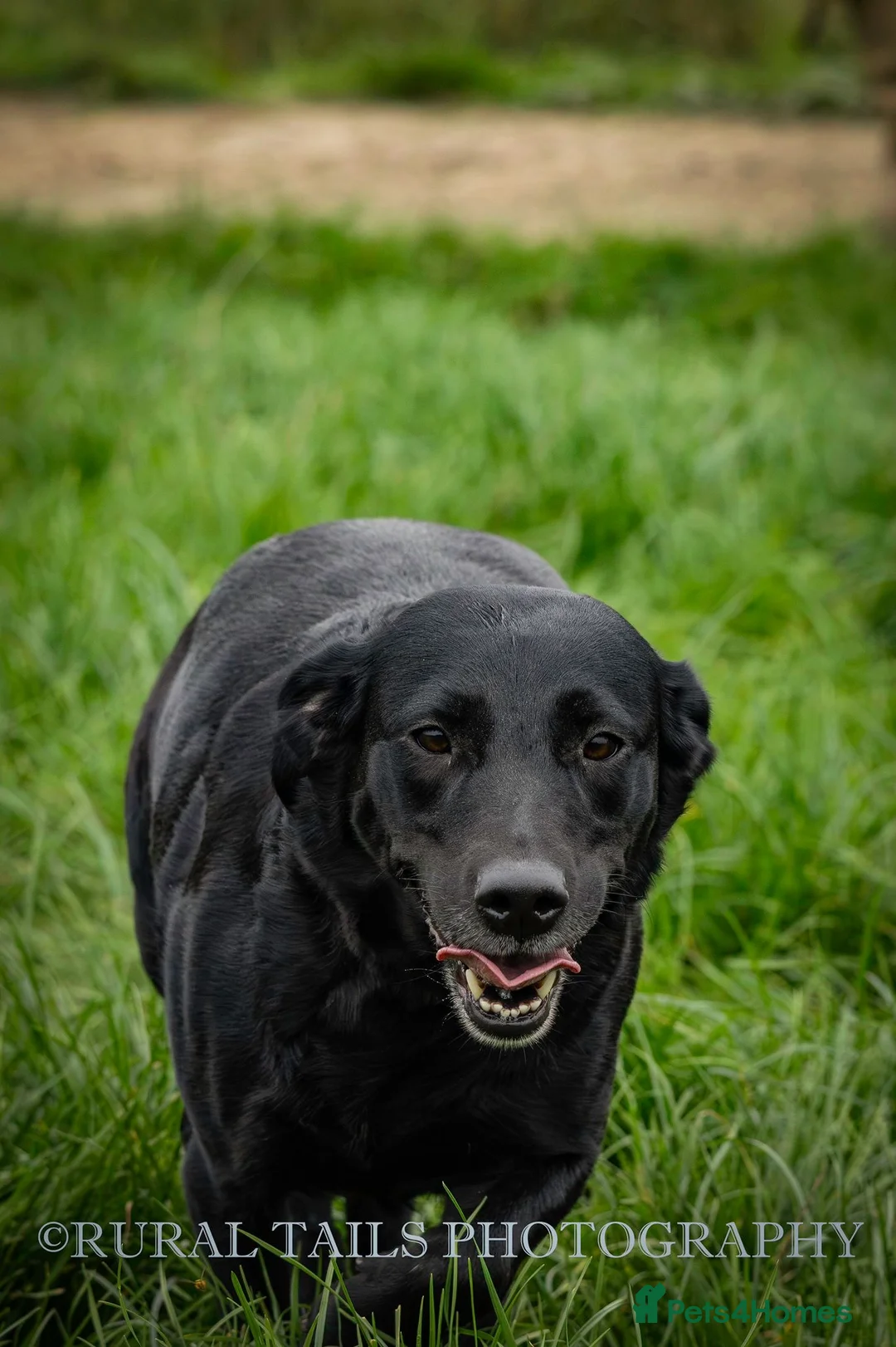 Labrador Retriever dogs for sale: KC registered Labrador pups from top working lines in Rugby - Advert 20