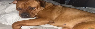 Rottweiler Mixed Breed 