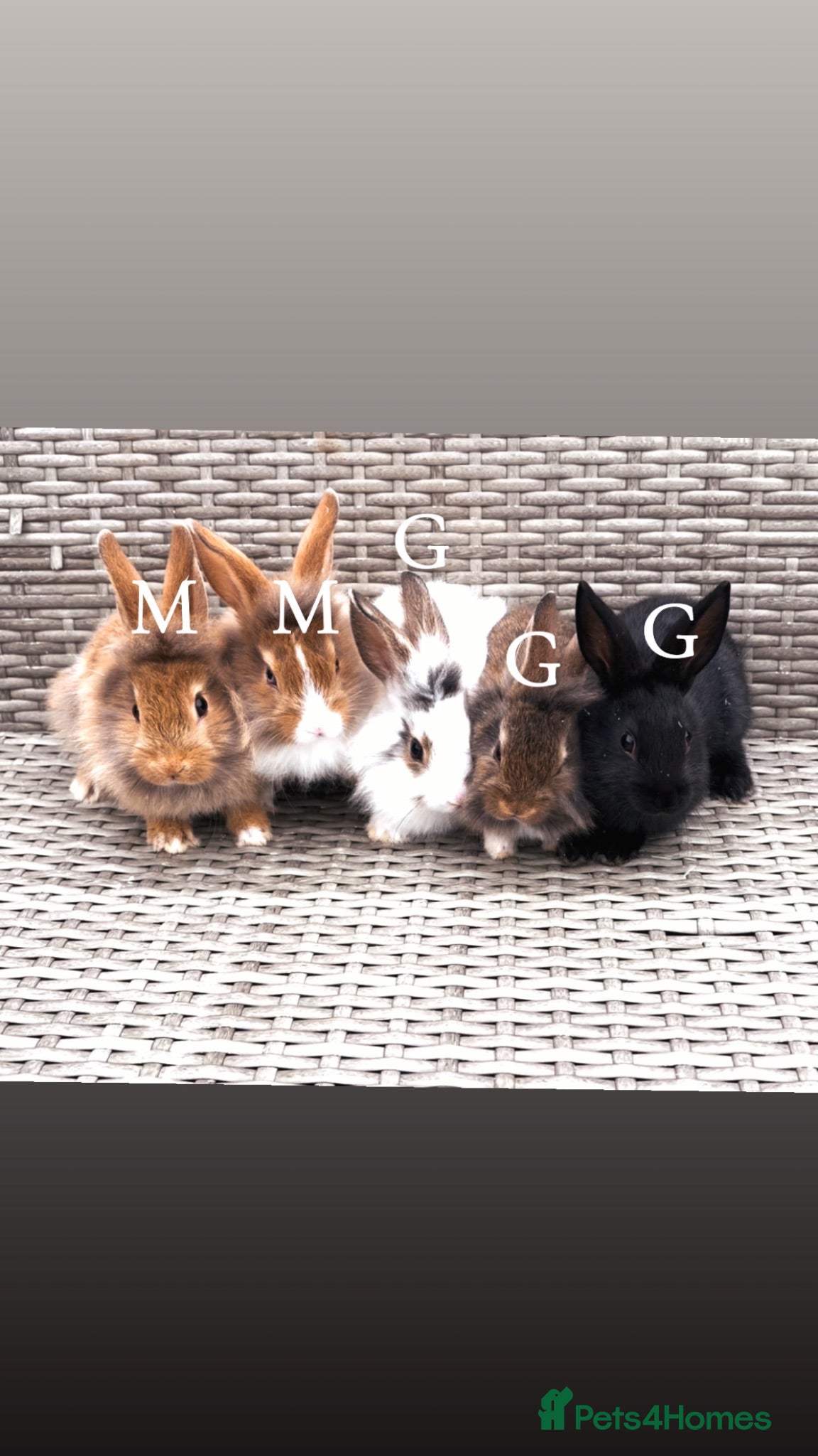 Mini Lop rabbits baby rabbits  - Advert 4