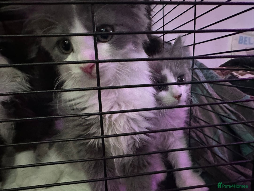 British Longhair cats for sale: Grey cute British Longhair male  - Image 11
