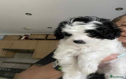 Maltipoo dogs for sale: Maltipoo puppies for sale  - Image 13