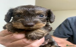 Miniature Dachshund dogs for sale: Wirehaired Miniture Dachshunds KC reg - Image 11
