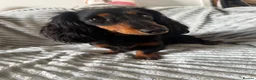 Miniature Dachshund dogs for stud: Proven Longhaired Miniature Dachshund Stud - Advert 2