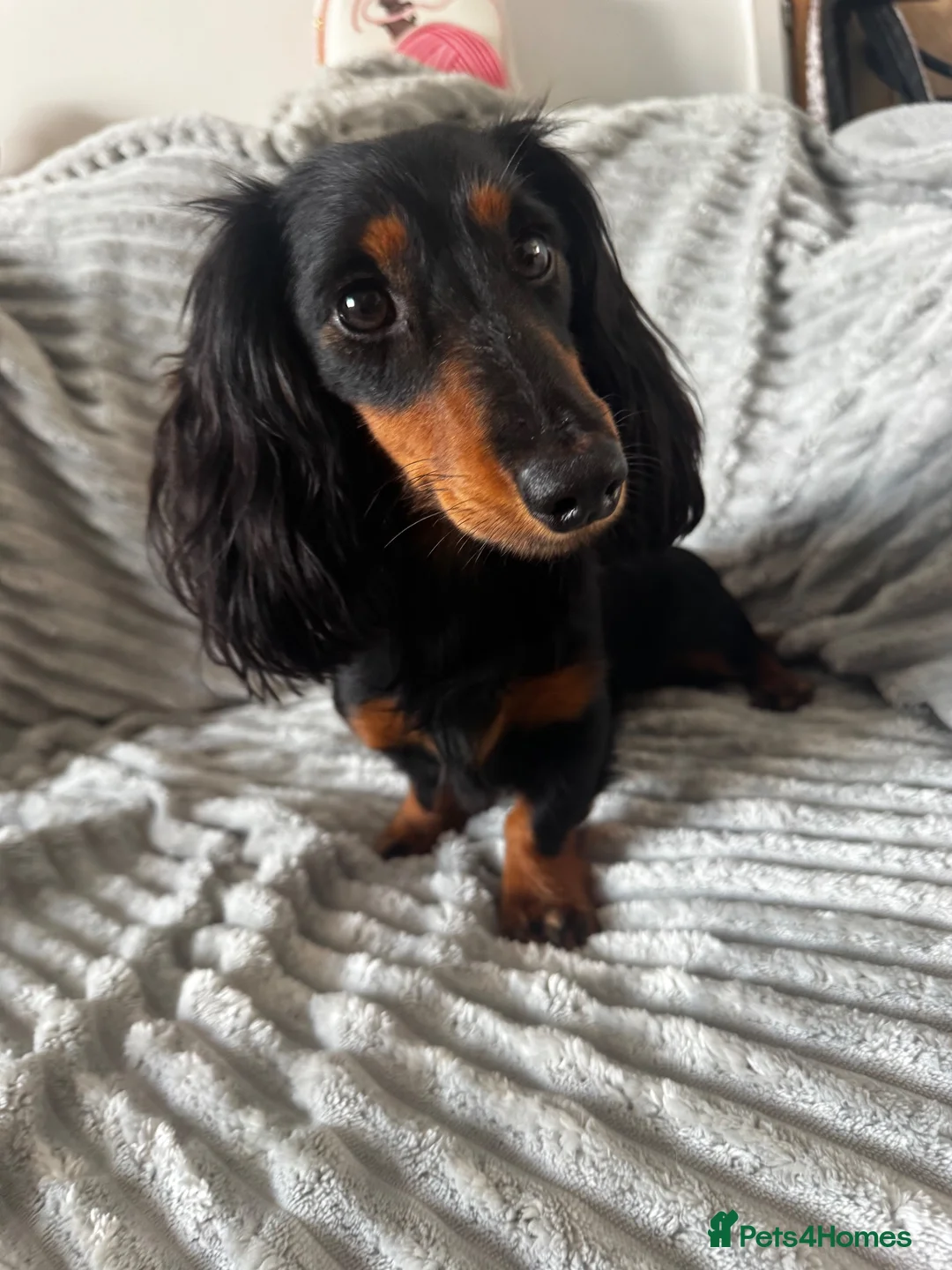 Miniature Dachshund dogs for stud: Proven Longhaired Miniature Dachshund Stud - Advert 2