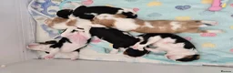Cavalier King Charles Spaniel dogs for sale: MRI scanned parents fullY health tested - Advert 25
