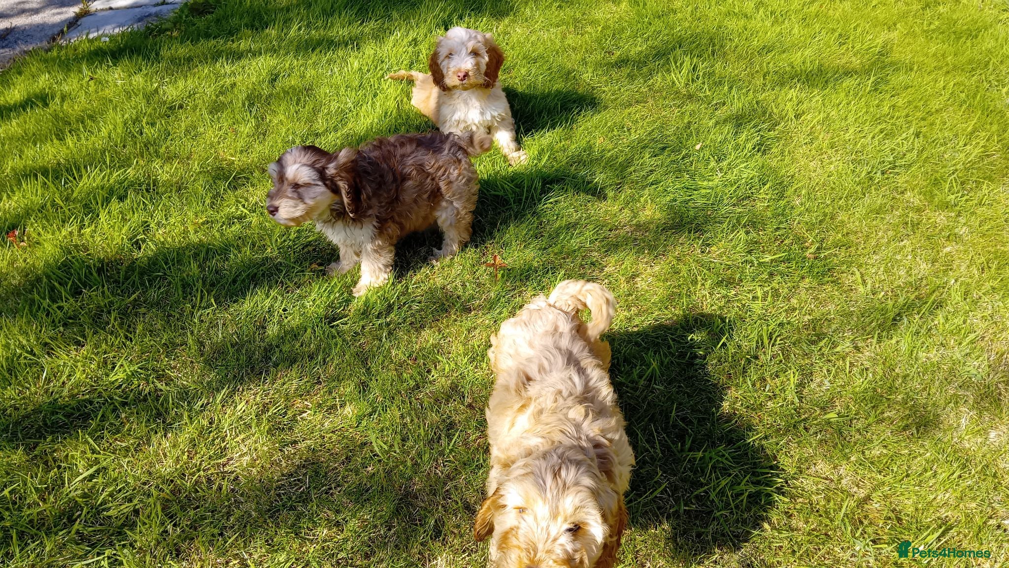 Cockapoo dogs Cockapoo pups,  Aberdeenshire  - Advert 2