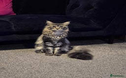 Maine Coon cats for sale: 1 mainecoon and 1 siberian/ mainecoon for sale   - Image 5