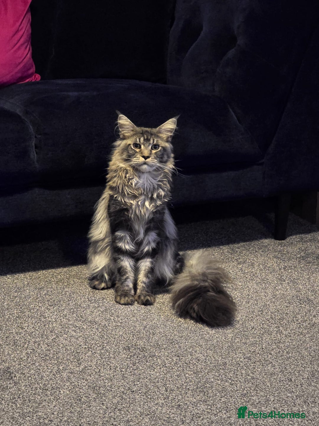Maine Coon cats for sale: 1 mainecoon and 1 siberian/ mainecoon for sale   - Image 5