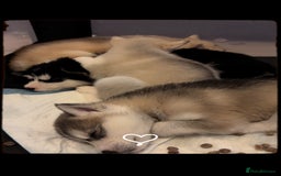 Siberian Husky dogs for sale: Beautiful husky pups 🔥 only 3 male pups left 🔥 - Advert 6