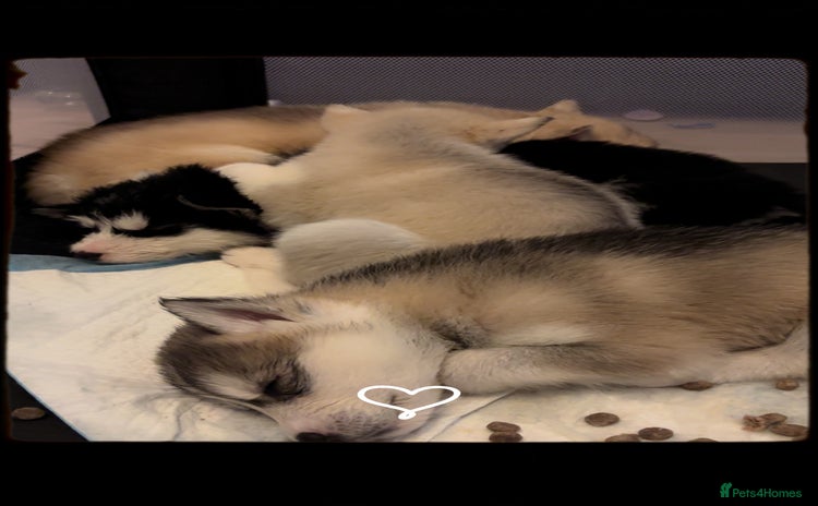 Siberian Husky dogs - Advert 17